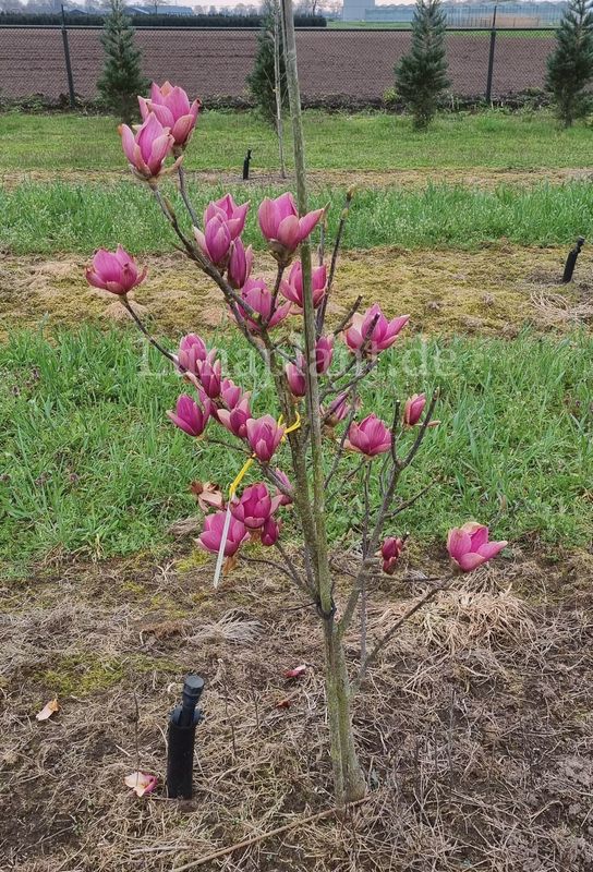 Junge Magnolia 'Phoenix', beeindruckender Blütenflor nach Spätfrostnacht