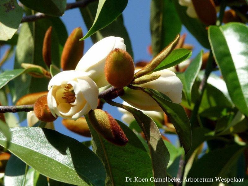 Magnolia xfoggii 'All Spice', 140cm, blühreif Magnolia xfoggii 'All Spice', 140cm, blühreif