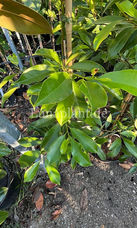 Magnolia chapensis  - 80cm - Einzelstück