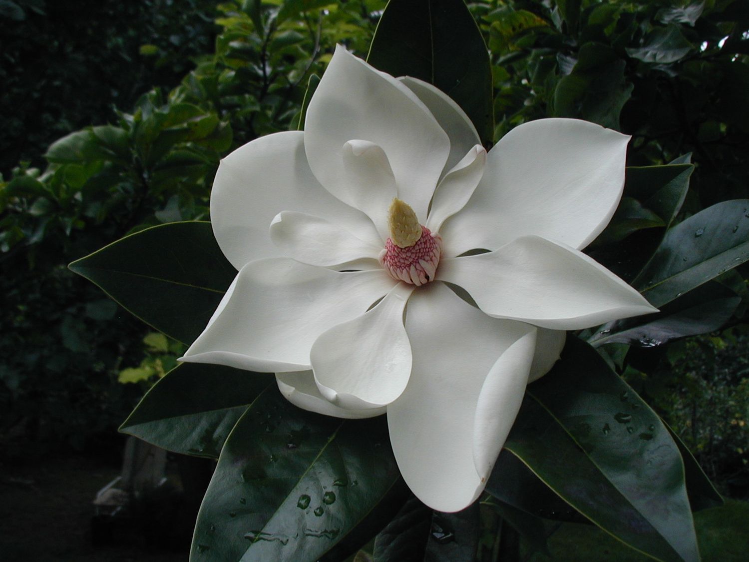 Magnolia 'Exotic Star'  - Leittrieb - 60/80cm