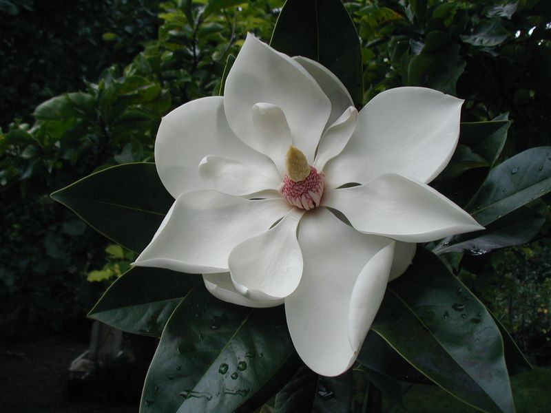 Magnolia 'Exotic Star'  - Leittrieb - 140cm  - Einzelstück
