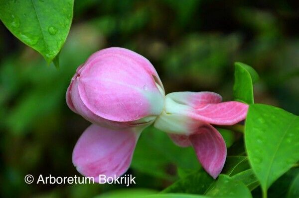 Magnolia 'Pink Moon' - 100/125cm - Leittrieb - blühreif - nur 2x!