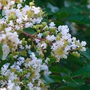 Lagerstroemia fauriei 'Fantasy'     3-stämm. solitär, Einzelstück, nur Abholung