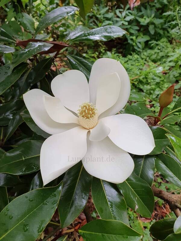 Magnolia grandiflora 'Kay Parris' - 50/60cm - Leittrieb