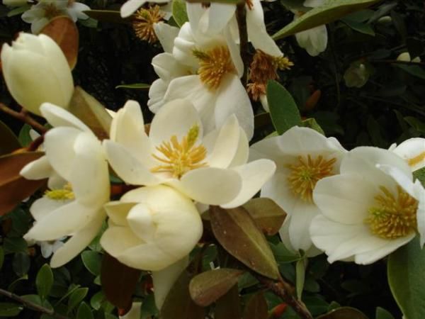 Magnolia laevifolia 'Honey Velvet' -  60/80 - strauchig - blühreif