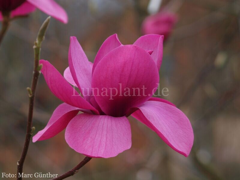 Magnolia 'A.E. Bold' -  220/240cm - Leittrieb - blühreif -  Einzelstück