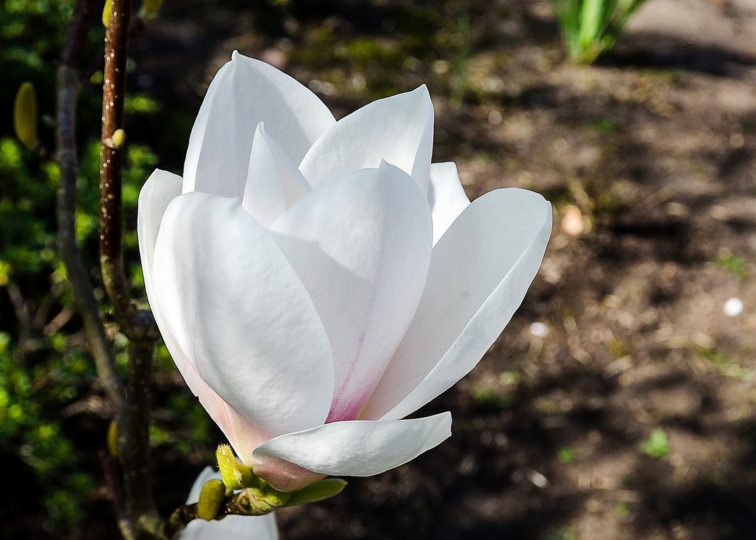 Magnolia '14 Karat' - 160/180cm - Stämmchen mit mehrtrieb. Krone