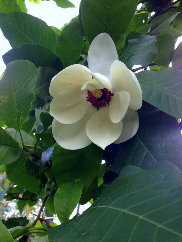 Magnolia wieseneri 'Aashild Kalleberg' -  160/180cm -Leittrieb - blühreif- Einzelstück