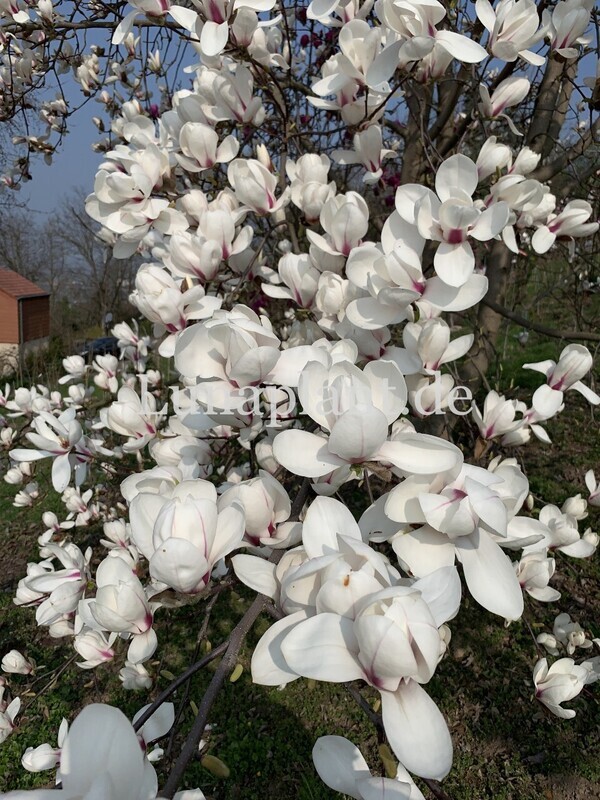 Magnolia 'Angels Landing' - 200/225cm - blühreif - Leittrieb - freie Stammhöhe 110cm - Einzelstück