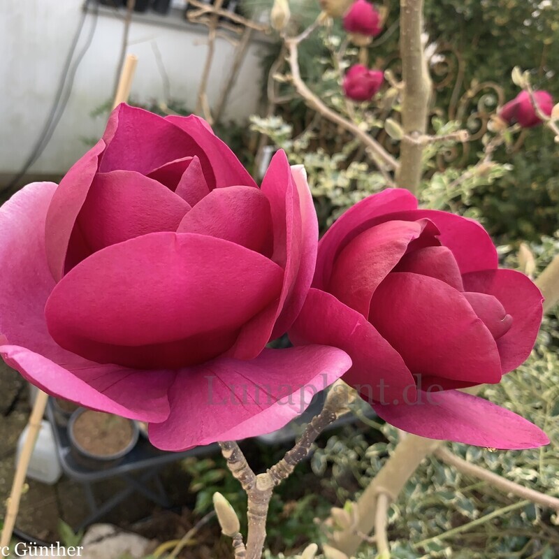 Magnolia 'Aphrodite' - 200cm - Leittrieb -  freier Stamm 100cm - blühreif
