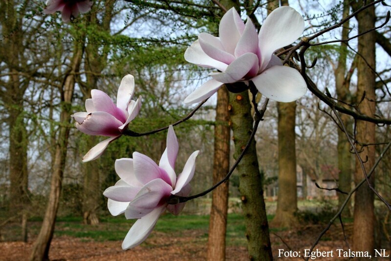 Magnolia 'Athene' - 220/240cm - blühreif - Leittrieb - Einzelstück