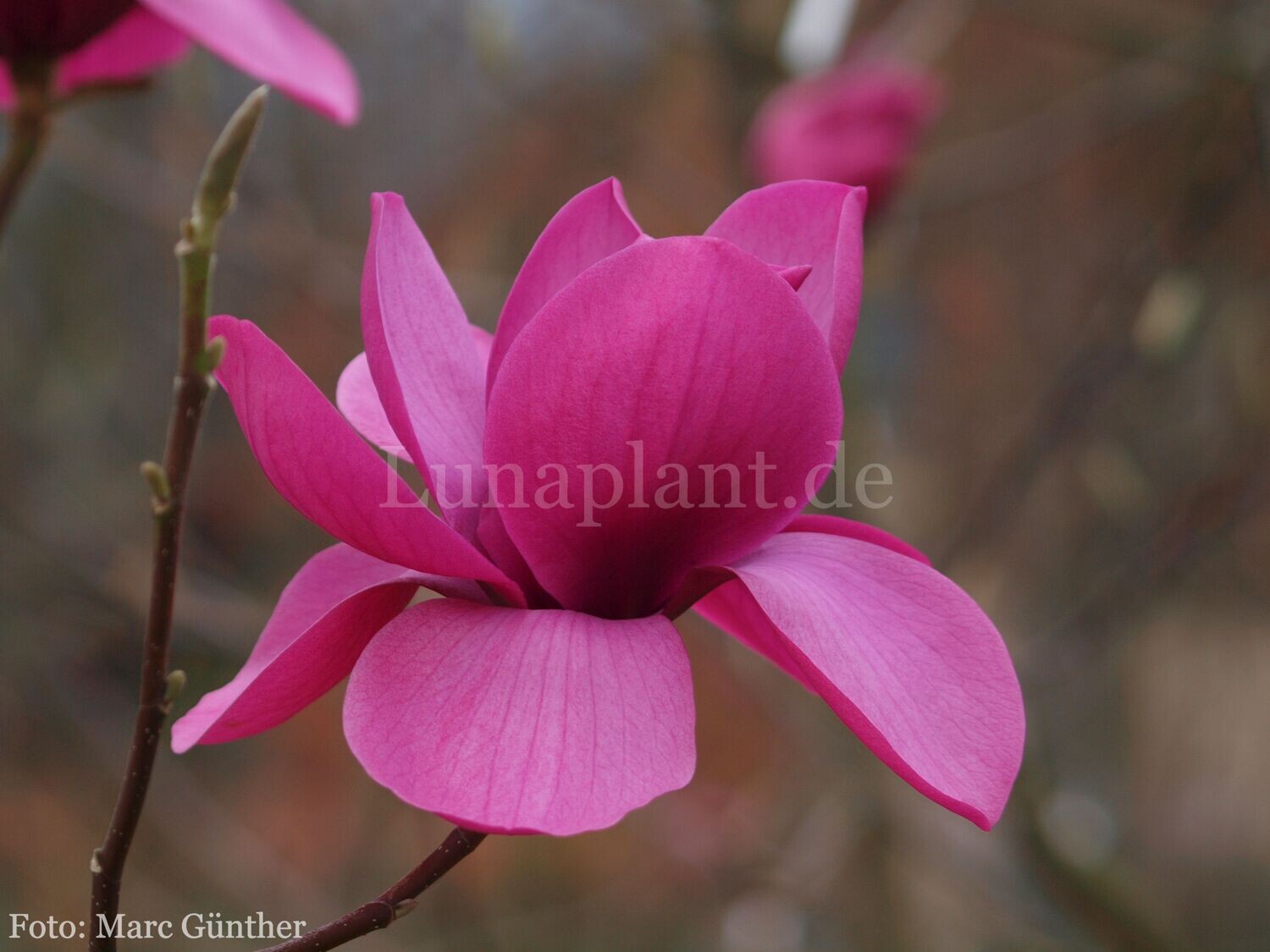 Magnolia 'A.E. Bold' -  120cm - Leittrieb -