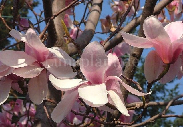 Magnolia 'Anne Rosse'  - 200cm+   - Leittrieb- blühreif