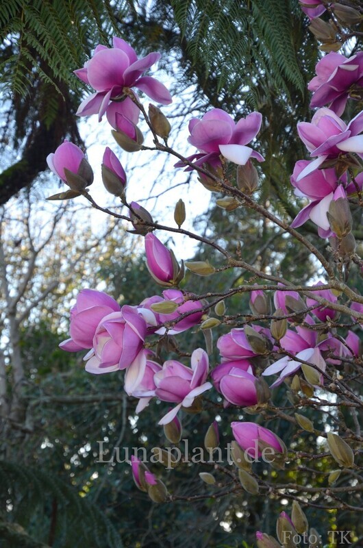 Magnolia 'Atlas' - 140/160cm - Veredlung - Leittrieb
