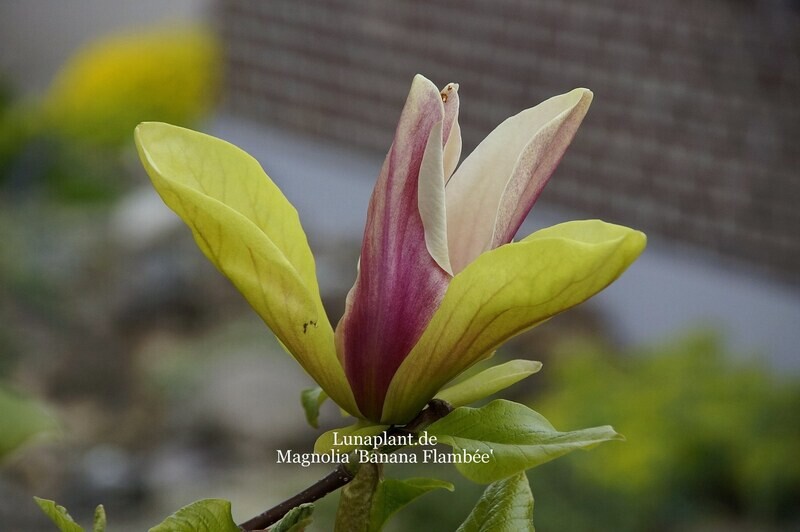 Magnolia 'Banana Flambée' -  80/100cm - Leittrieb