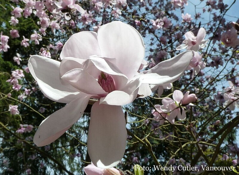 Magnolia 'Barbara Cook' -  140/160cm - Leittrieb - Einzelstück
