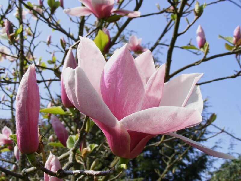 Magnolia 'Big Dude' -  200/225 cm -Leittrieb - blühreif - Einzelstück