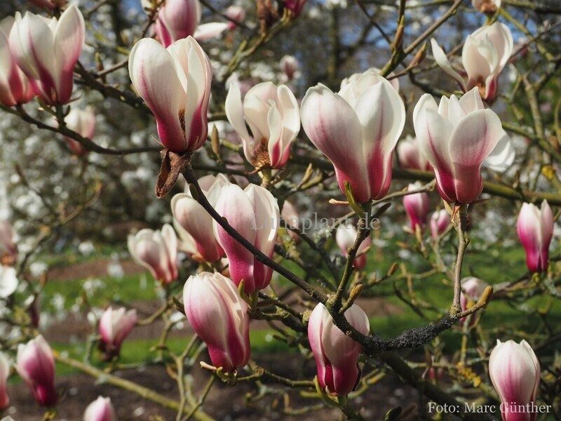 Magnolia cylindrica 'Bjuv' - 200cm - Leittrieb - freie Stammhöhe 110cm - blühreif - Einzelstück!