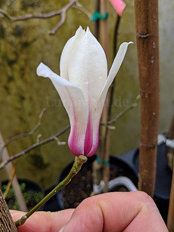 Magnolia amoena -  220/240cm - Leittrieb - blühreif - Einzelstück!