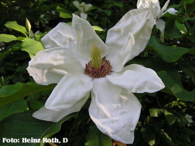 Magnolia 'Charles Coates' - 150/175cm - Leittrieb - blühreif