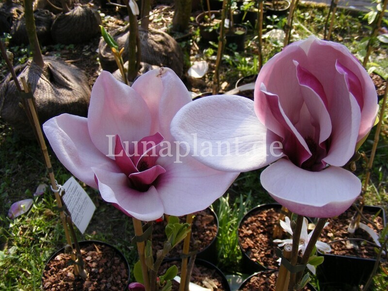 Magnolia 'March Till Frost' -  120/140 cm - Leittrieb - blühreif - wenige Exemplare!
