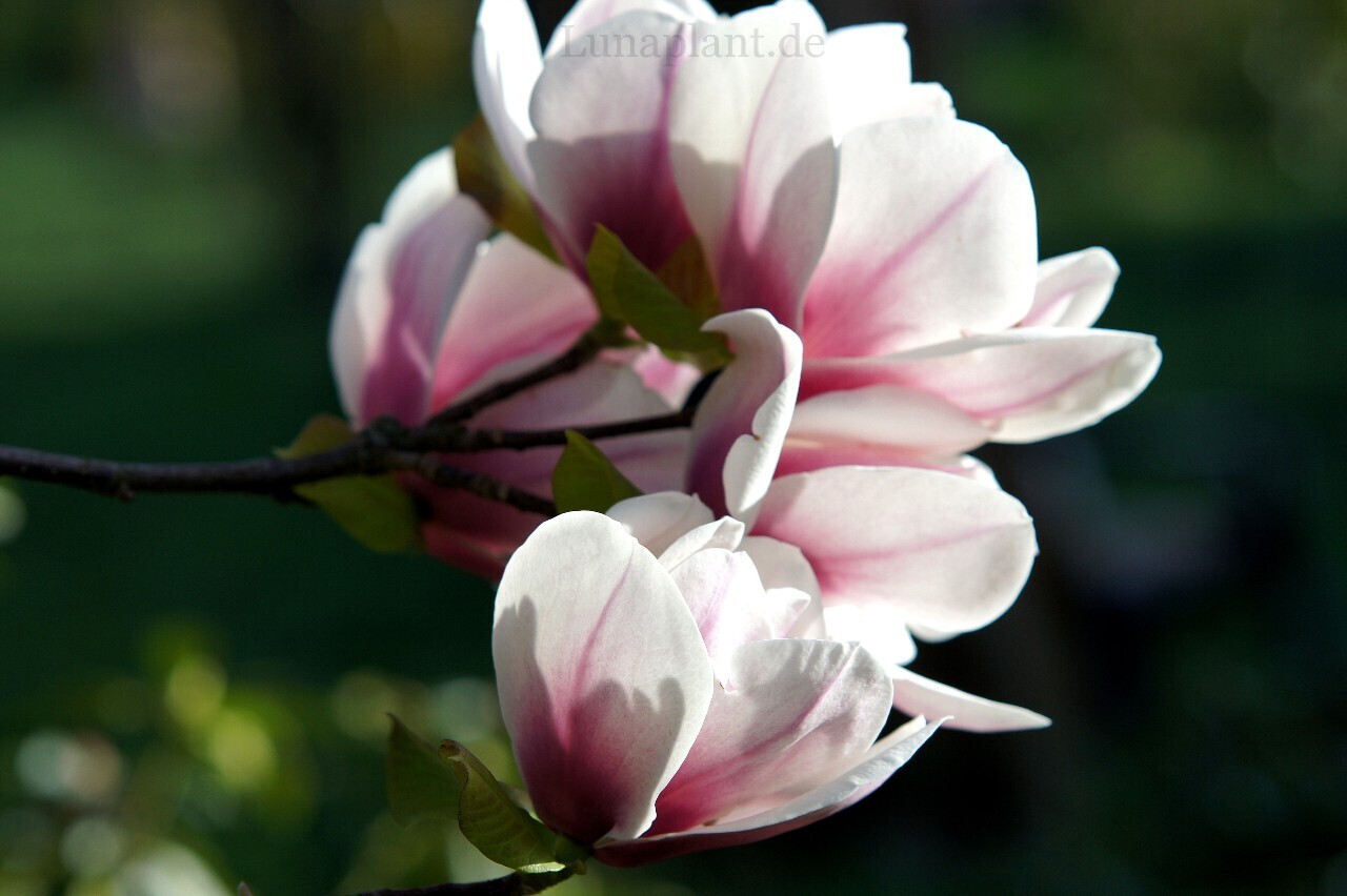 Magnolia 'Kronos' - 240cm - Leittrieb - blühreif