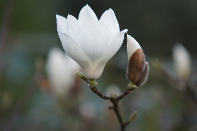 Magnolia denudata - 180/200cm - Stammbusch, blühreif