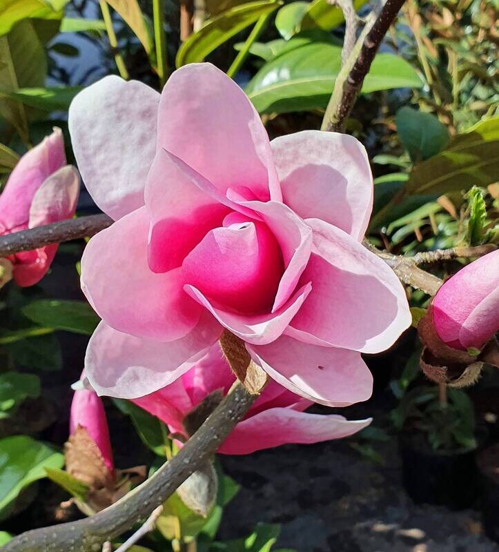 Magnolia 'Flaming Heart' - 230cm - Leittrieb - blühreif