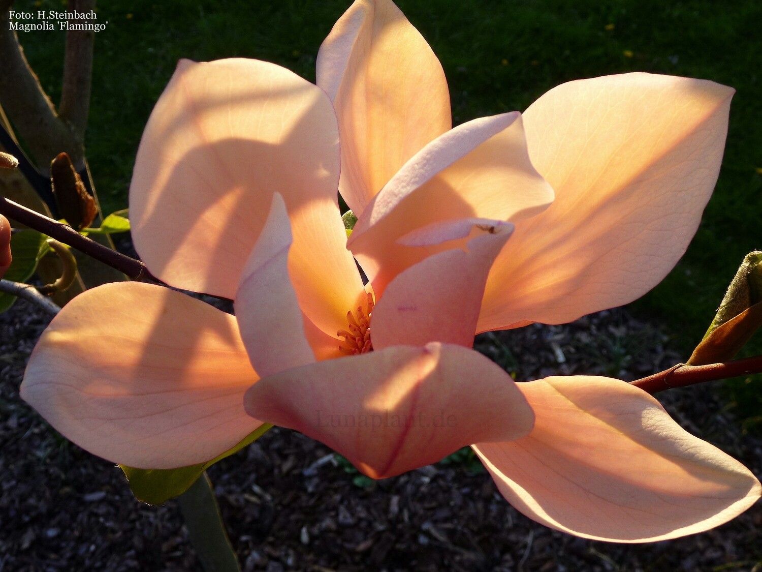 Magnolia 'Flamingo' - 80/100 cm - Veredlung - Leittrieb