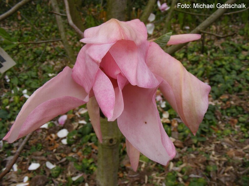 Magnolia 'Gorgeous' - 200/225cm - Leittrieb -  freier Stamm 100cm, darüber 2 stämmige Krone -  blühreif - Einzelstück!