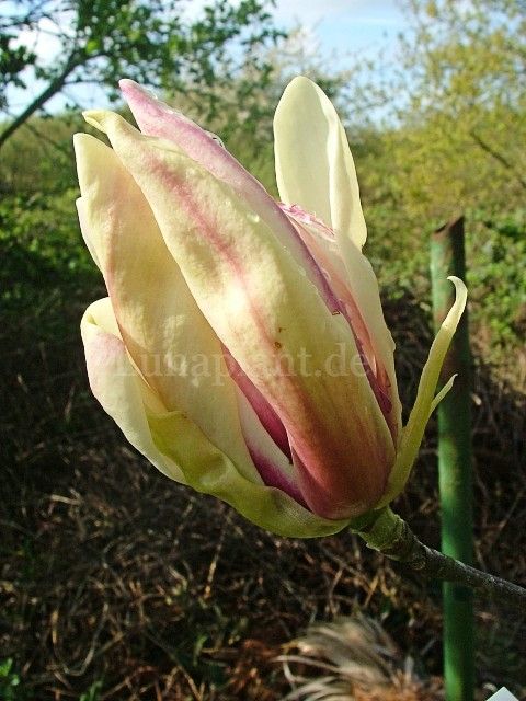 Magnolia 'Titan' - 200 cm - freier Stamm 100cm - blühreif - Einzelstück!