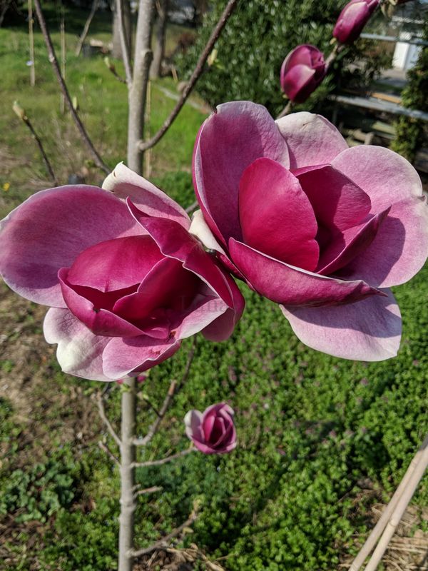 Magnolia 'Miss Marble' - 160cm - Leittrieb - blühreif - Einzelstück!