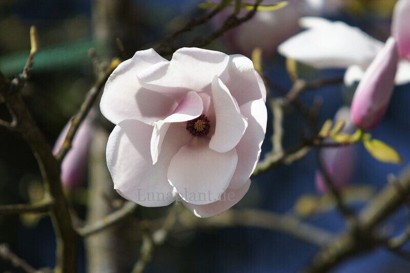 Magnolia 'Paul Cook' - 60/80cm - Veredlung - Leittrieb