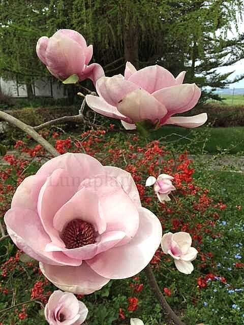 Magnolia 'Pink Flannel' - 50/75cm - Veredlung - Leittrieb