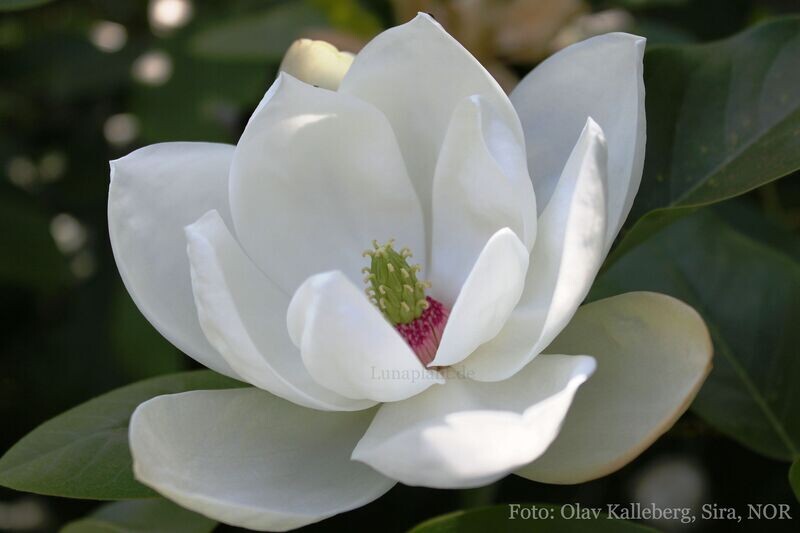 Magnolia 'Porcelain Dove' - 220cm - Leittrieb - freie Stammhöhe 140cm - blühreif - Einzelstück!