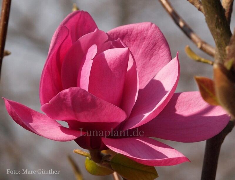 Magnolia 'Insubrica' - 140cm - Leittrieb - Veredlung - Einzelstück