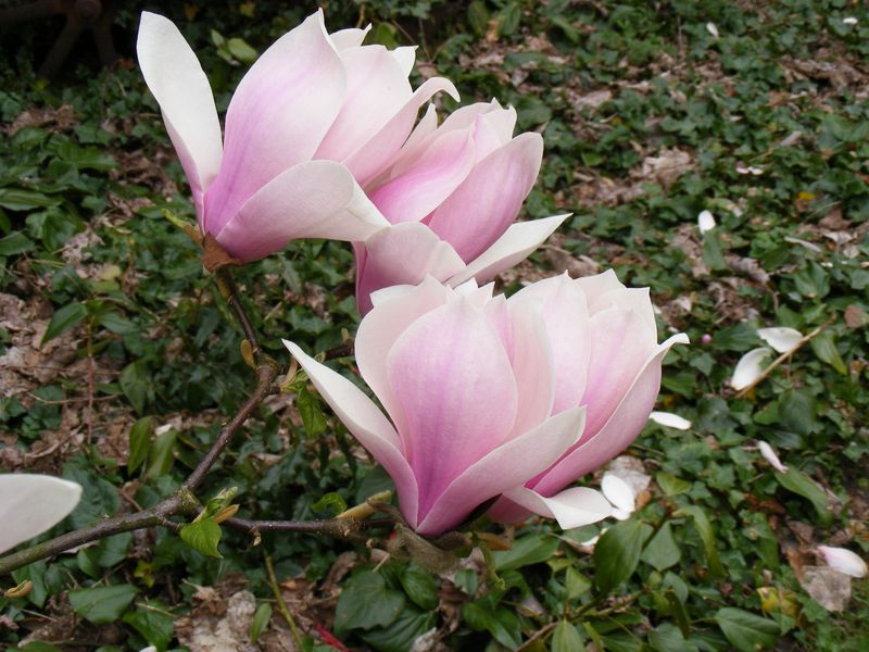 Magnolia xsoulangeana 'Beugnon' -  100/125cm - Leittrieb - Einzelstück!