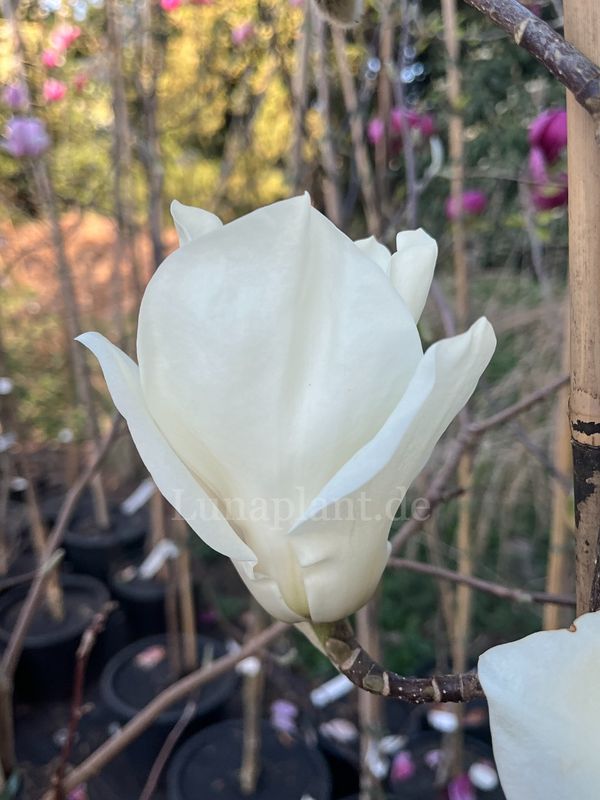 Magnolia 'Binette'  -220cm - Leittrieb - freie Stammhöhe 100cm - blühreif - Einzelstück!