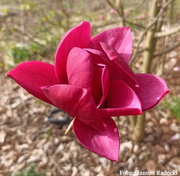 Magnolia 'Henryk' -   100cm - Leittrieb ,  Einzelstück!