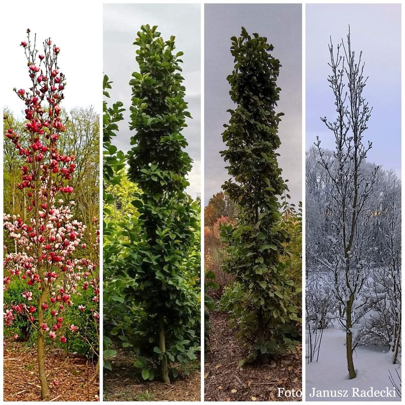 Magnolia 'Flower Tower'  -  100/125cm - Leittrieb - blühreif - Versand ab 28.9.26