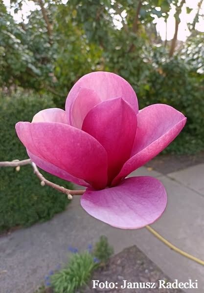 Magnolia 'Regina' - 60/80cm - Leittrieb - Einzelstück!