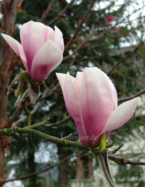 Magnolia 'Rebekka's Perfume' - 160/180cm - Veredlung - Leittrieb - blühreif
