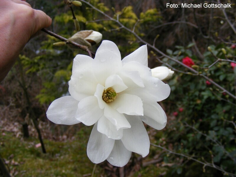 Magnolia 'Scented Silver' - 80/100cm - Veredlung - Leittrieb