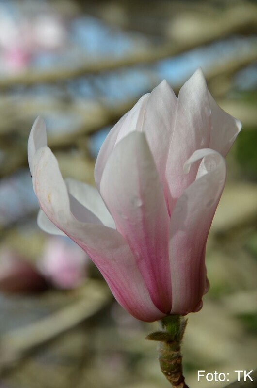 Magnolia 'Shirley's Perfume' -  270cm - Leittrieb - solitär - blühreif - Einzelstück!