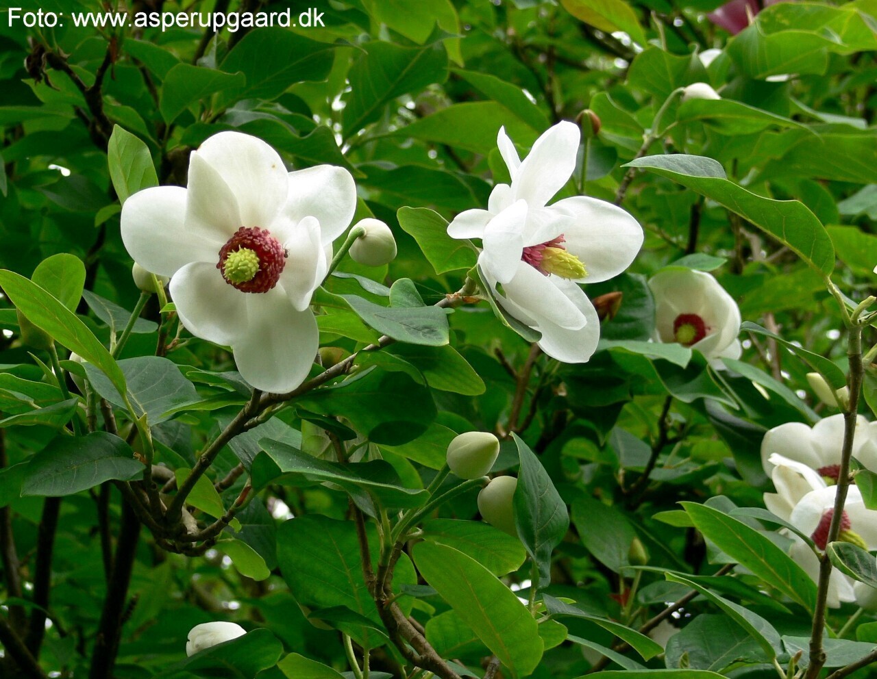 Magnolia sieboldii 'Select' - 140cm - Strauch - blühreif