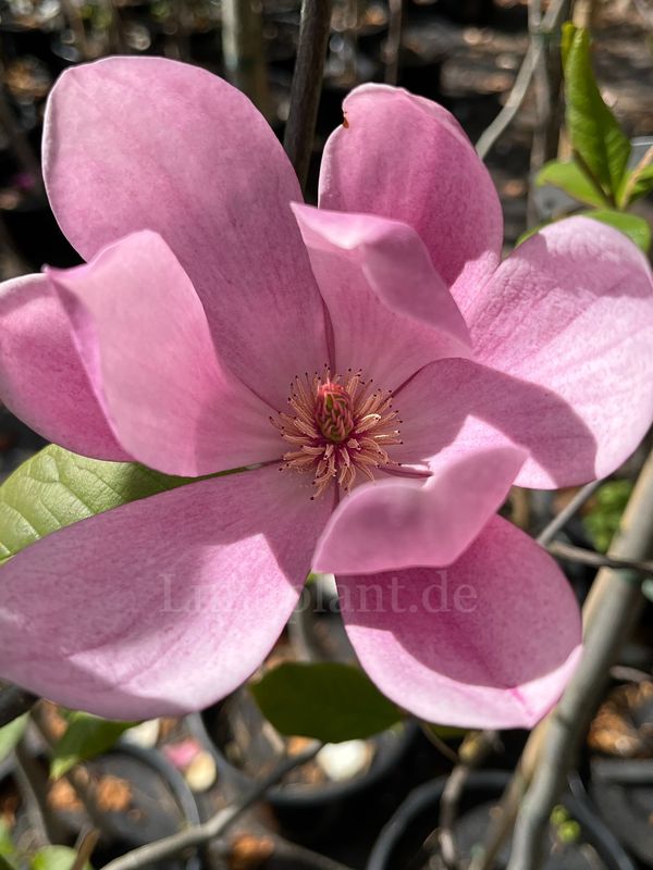 Magnolia 'Luna Rosa'  - 225/250cm - Leittrieb - freie Stammhöhe 100cm - blühreif