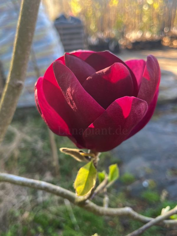 Magnolia 'Ravenheart' -  60/80cm - Veredlung - Leittrieb - nur 3x! Ab 25.9.26