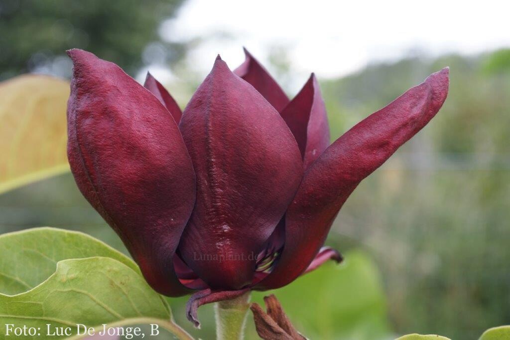 Magnolia 'Ian Baldick' - 140/160cm - Veredlung - Leittrieb