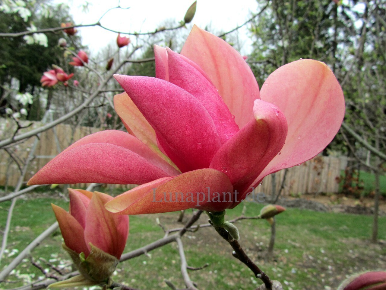 Magnolia 'Royal Splendor' - 80/100cm - Leittrieb - blühreif