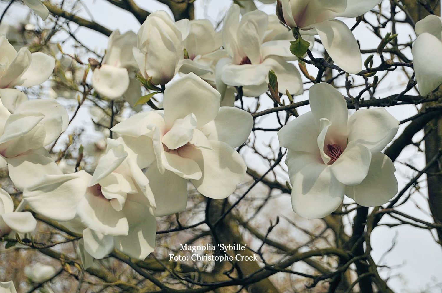 Magnolia 'Sybille' -80/100cm - Veredlung - Stammbusch